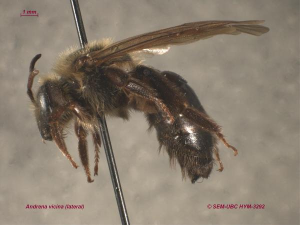 Photo of Andrena vicina by Spencer Entomological Museum